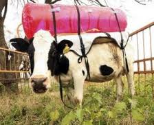 cows