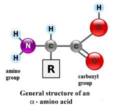 Why Is Master Amino Acid Pattern So Powerful?