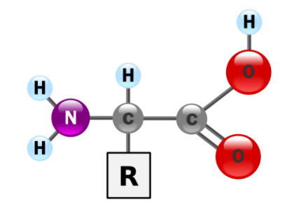 Diagram of Amino Acid